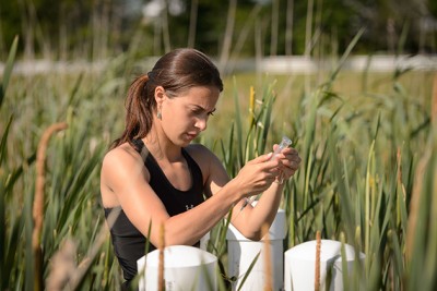 Emily McInerney '15 (CAHNR) takes air samples from wetland plots near the Kellogg Dairy Center on June 24, 2014